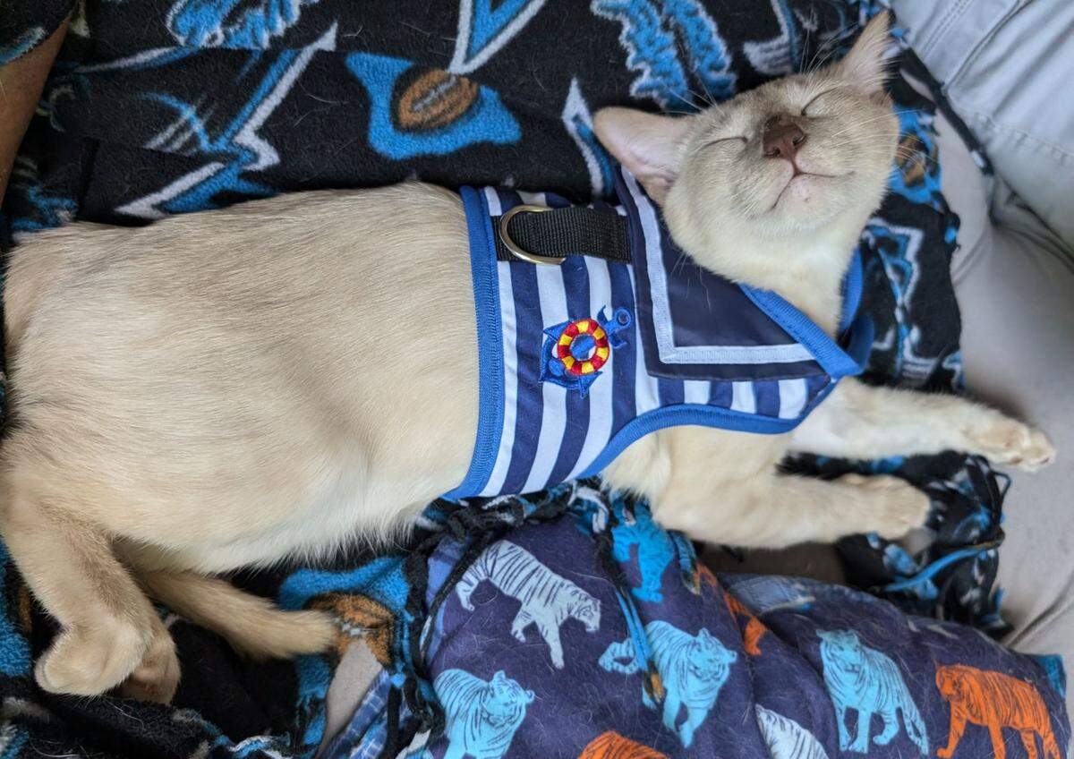 Bianca was named a finalist in The Charlotte Observer’s “cutest cat in Charlotte” contest in fall 2024.