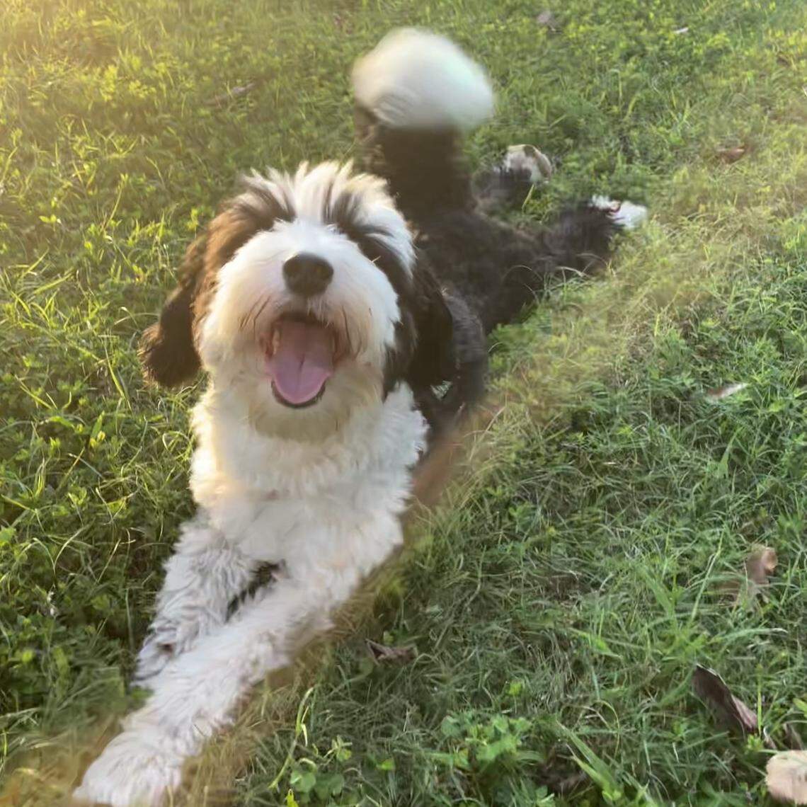 Boogie, a 3.5 year old pup from Durham voted the cutest dog in the Triangle area.