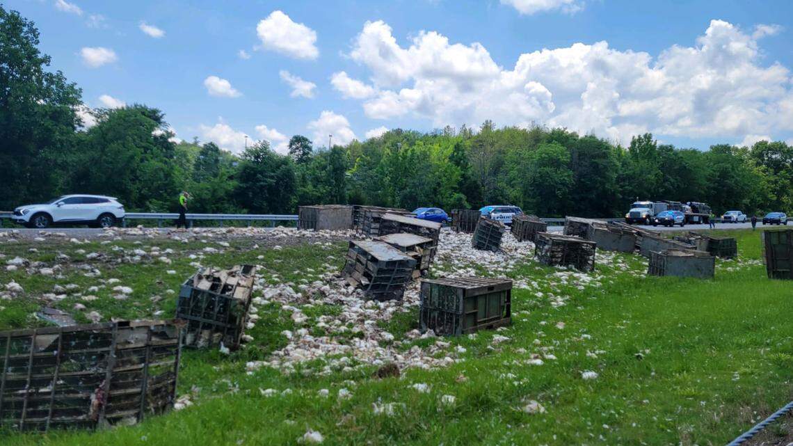 It took over an hour to extract the driver from the toppled poultry truck, officials said.