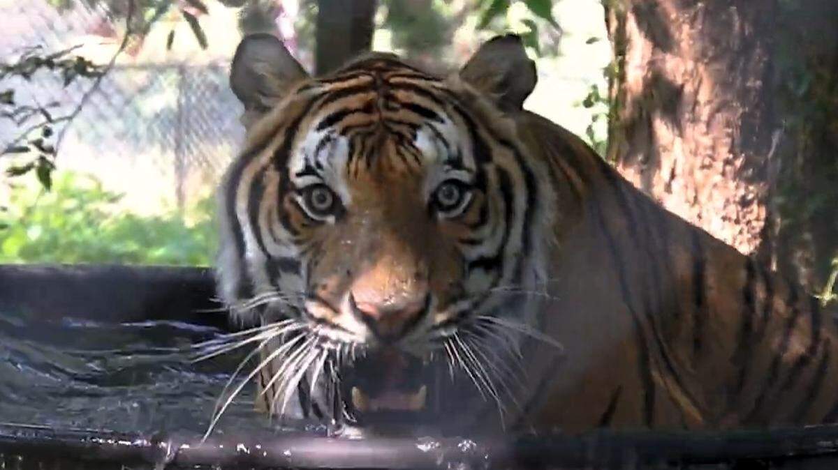Carolina Tiger Rescue flew this tiger and four others from Honduras to its sanctuary in Pittsboro.