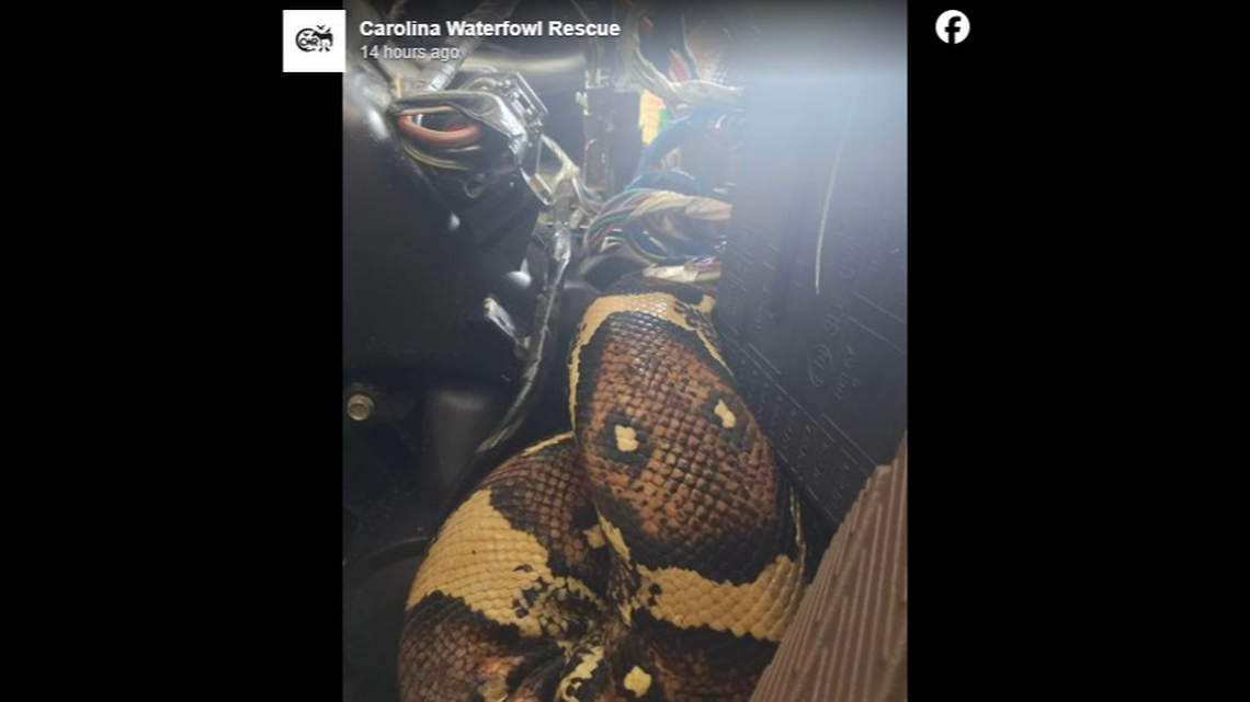 The snake was tangled far into the vehicle’s gadgetry, resulting in an hours-long effort to remove it, officials say.