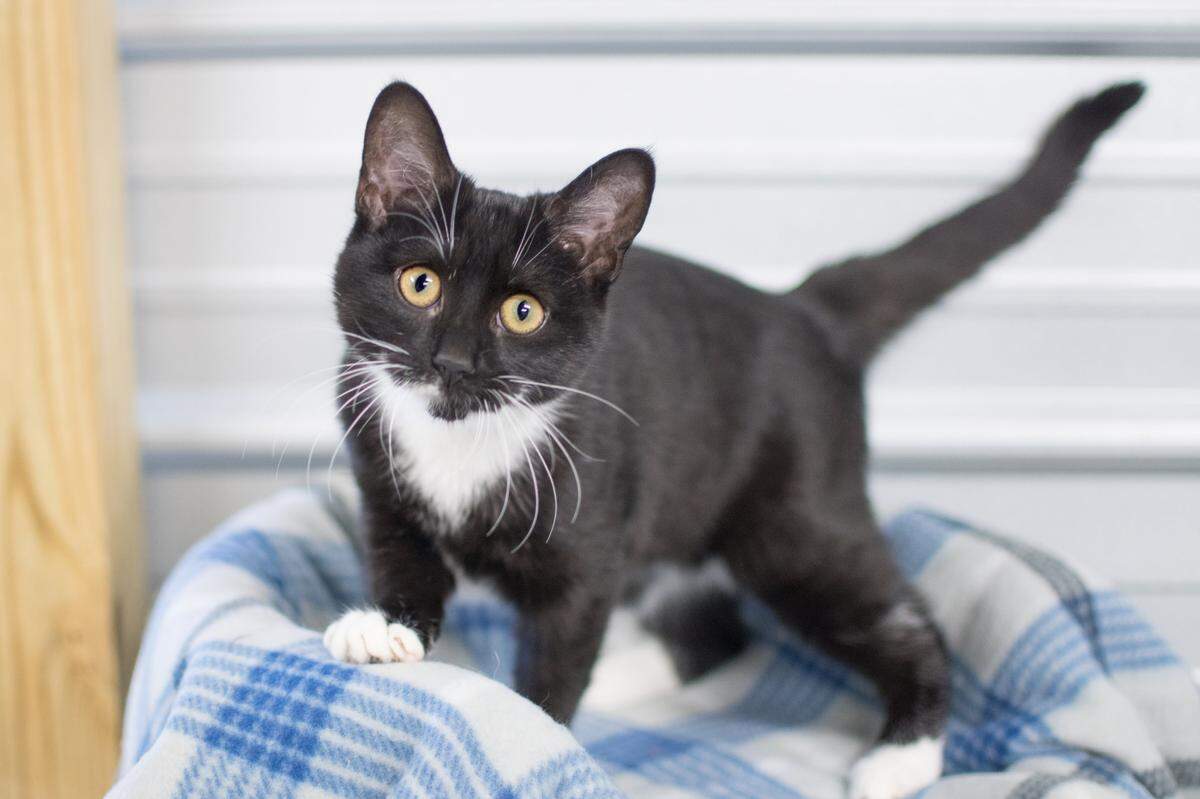 The Lancaster County Animal Shelter has a variety of cats and dogs available for adoption.