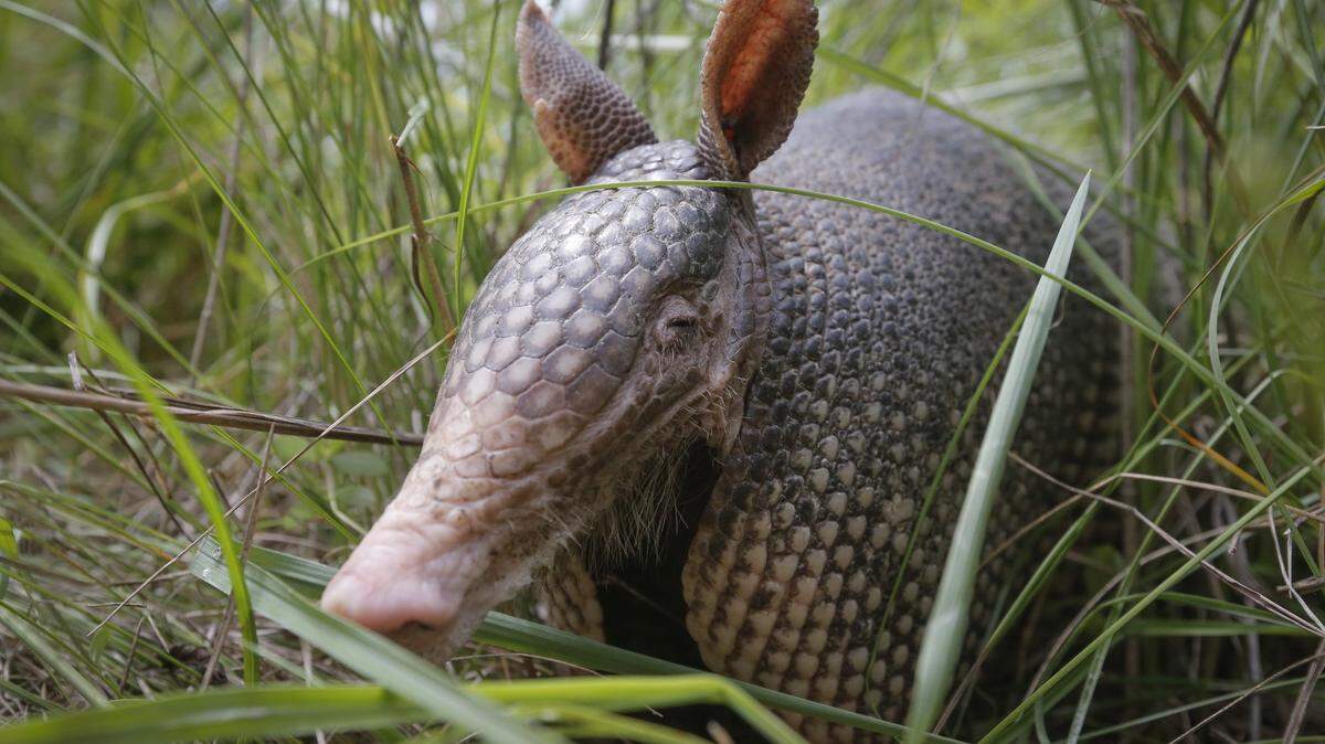 An injured armadillo has been found in Charlotte, suggesting they’ve migrated to the area.