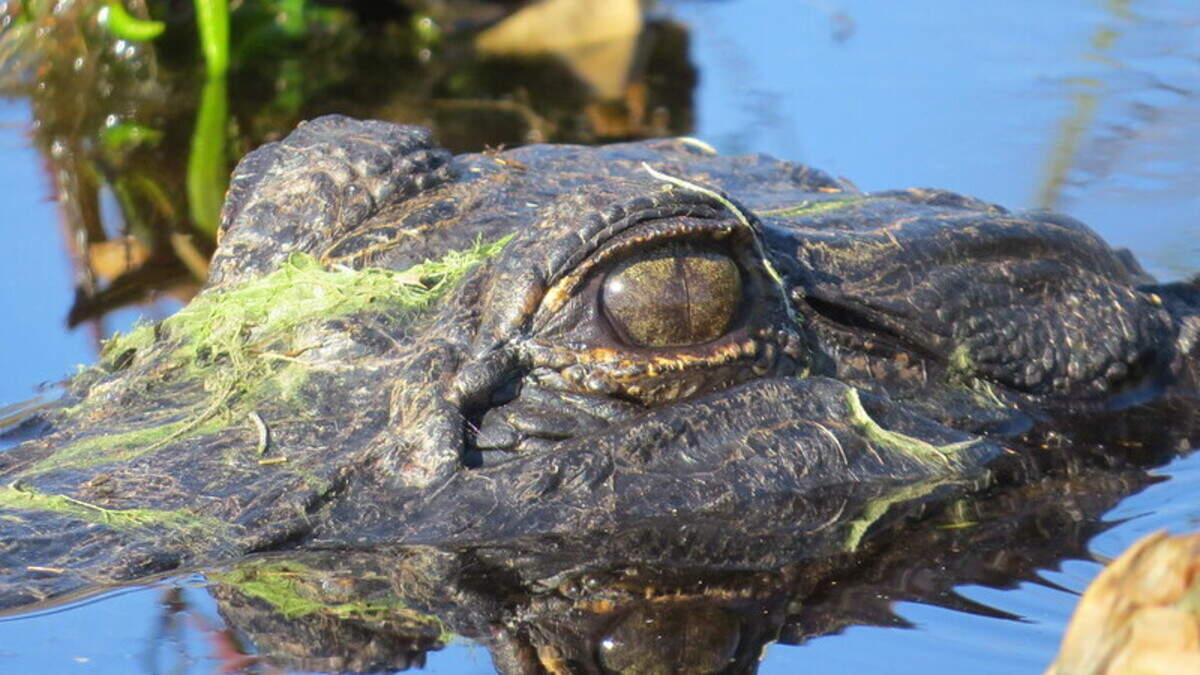The alligator grabbed onto Jonathan Bruney’s arm, and he was able to fight it off by poking the predator in the eye, police said. The alligator has not been captured. This is not the alligator involved in the attack. The alligator grabbed onto Jonathan Bruney’s arm, and he was able to fight it off by poking the predator in the eye, police said. The alligator has not been captured. This is not the alligator involved in the attack.