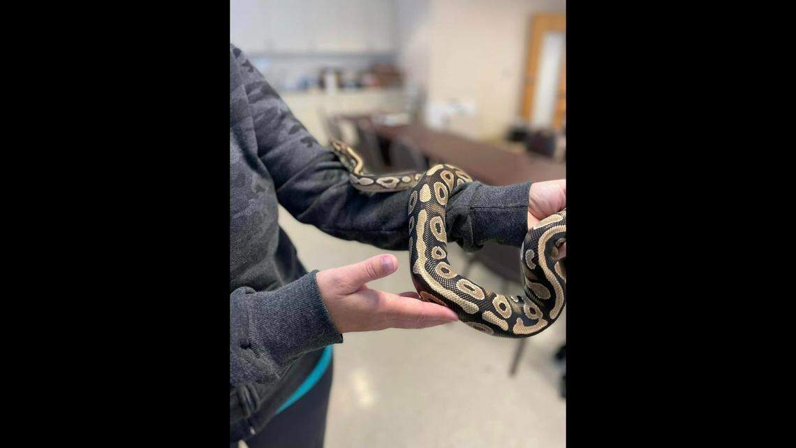 Ball pythons are popular pets among the serpent-loving crowd, according to Healthline.com. “They are fairly docile, but may bite you for one reason or another,” the site reports.