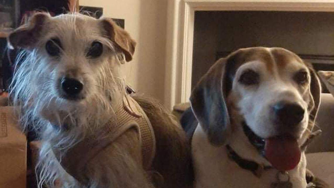 Lance Riley and Tara Storniolo-Riley are mourning the loss of their 15-year-old terrier mix named Buddy, left, after it was attacked and ultimately killed by two unleashed pit bulls. Their beagle, Lou, right, did not get attacked.