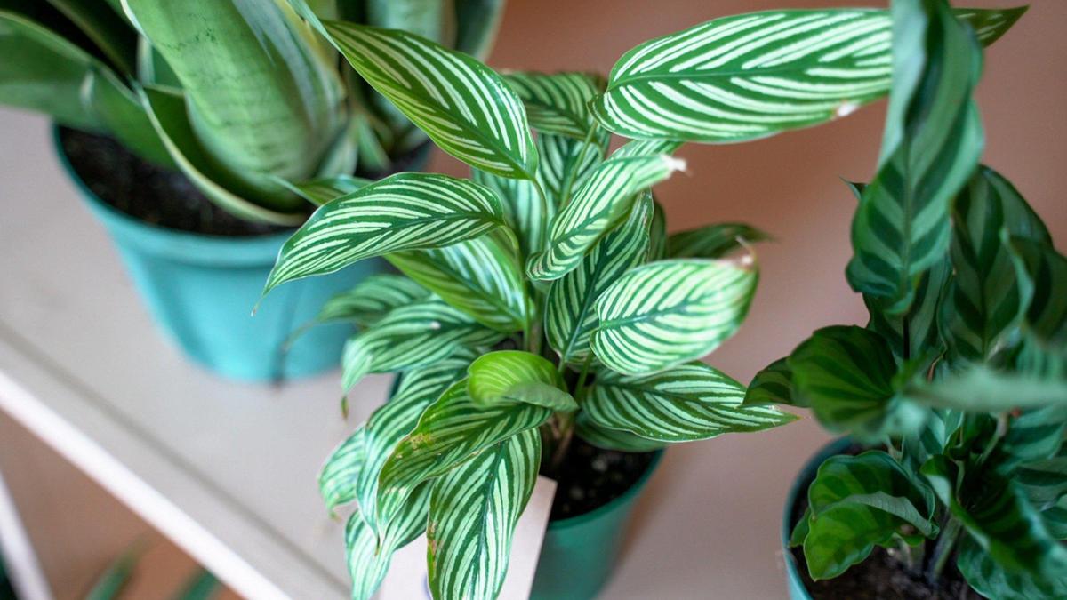 Khali Yoga in NoDa has added plants to its decor, along with retail options that give clients and vistiors the option to bring a plant home.