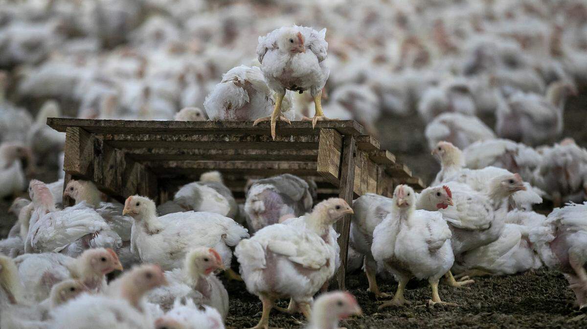How it works: The risky business of contract poultry farming in North Carolina