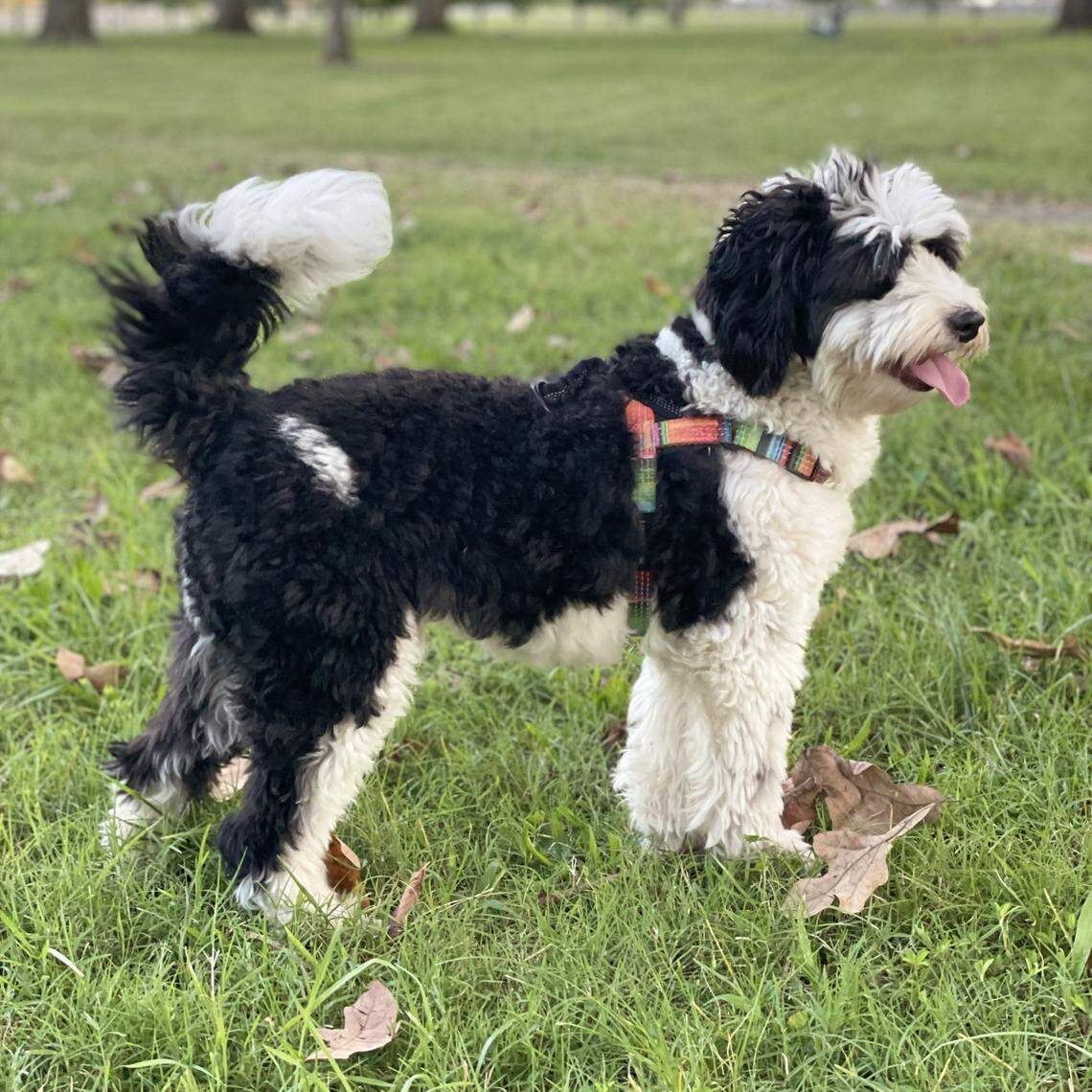 Boogie, a 3.5 year old pup from Durham voted the cutest dog in the Triangle area.
