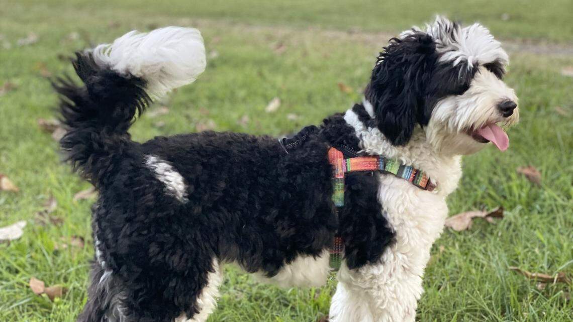 Boogie, a 3.5 year old pup from Durham voted the cutest dog in the Triangle area.