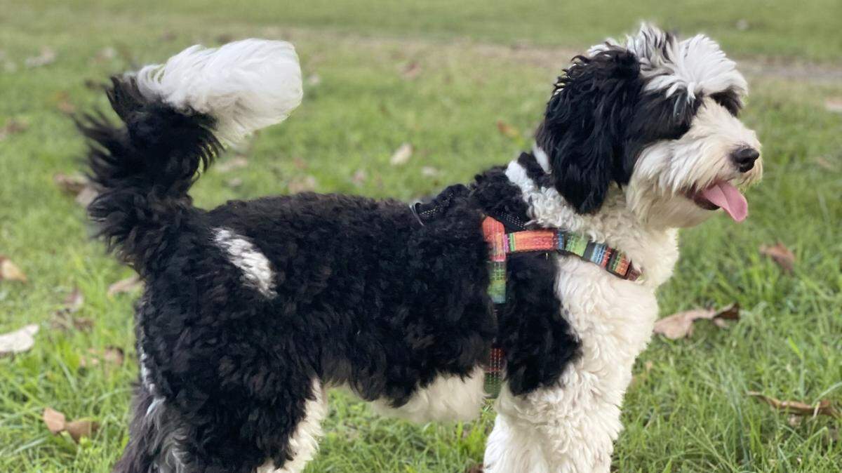 Boogie, a 3.5 year old pup from Durham voted the cutest dog in the Triangle area.