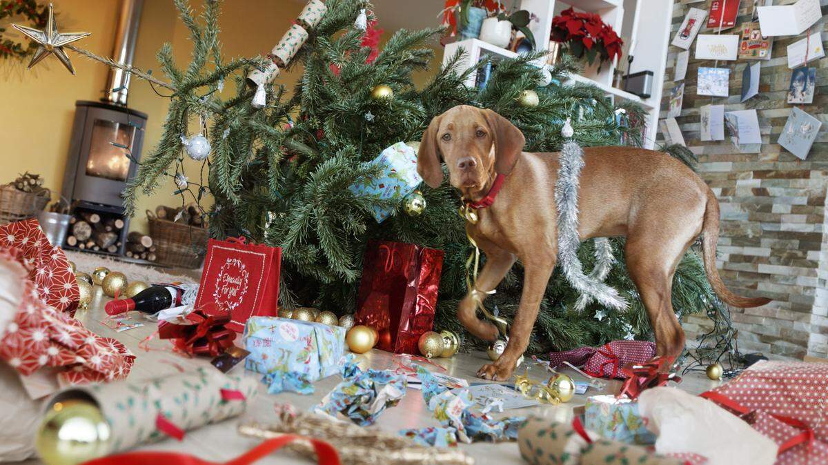 Did your dog knock over your Christmas tree one year? We want to hear your fun holiday bloopers.