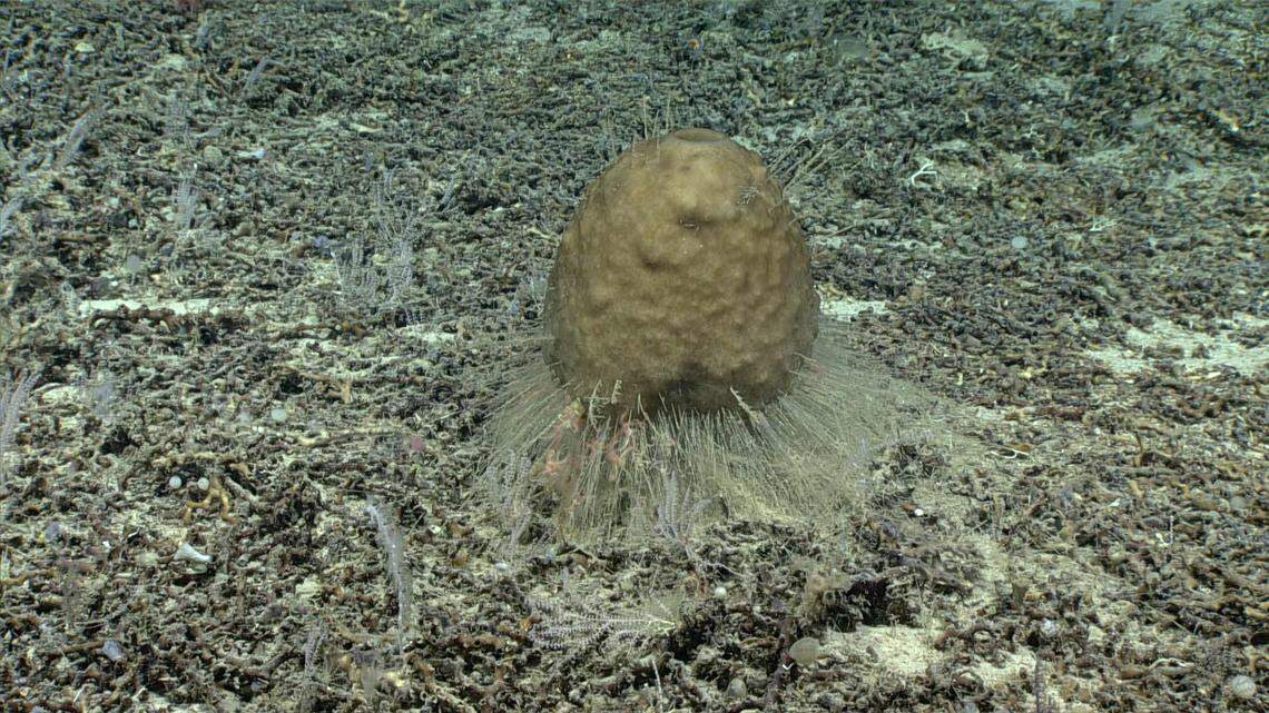 On Dive 02 of the 2019 Southeastern U.S. Deep-sea Exploration, NOAA explorers came across this unusual-looking creature. It may be a new type of glass sponge.