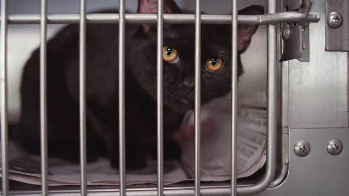 Site in Virginia called ‘hazard to the public’ due to cats | Charlotte ...