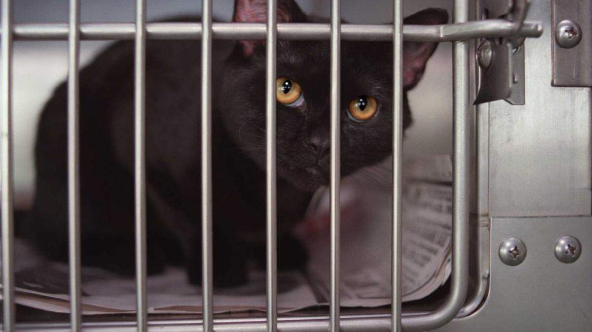 A street corner in Danville, Virginia, has more than 100 cats roaming free, says Humane Society. Christopher A. Record/Charlotte Observer