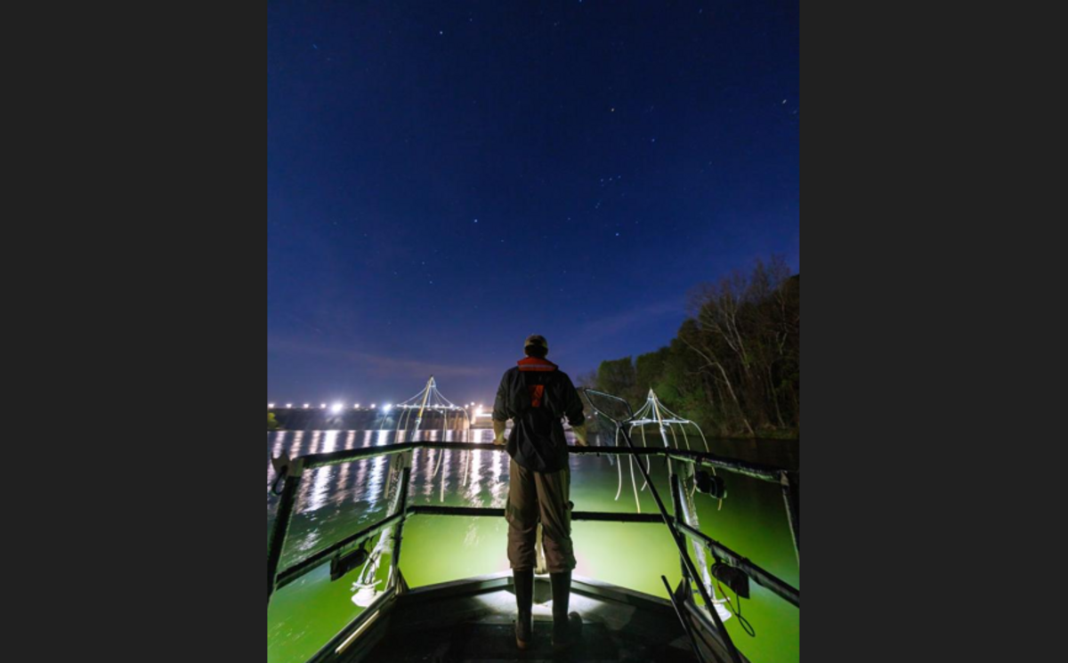 If you point a flashlight in the waters of Lake Gaston, it’s possible you will see “glowing eyes staring back at you,” the N.C. Wildlife Resources Commission says. This image shows a biologist electrofishing at night at the tailrace of Kerr Dam to locate Walleye in the rocky habitat.