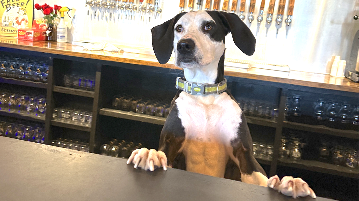 Charlotte spot named one of 10 best dog-friendly breweries in the U.S.