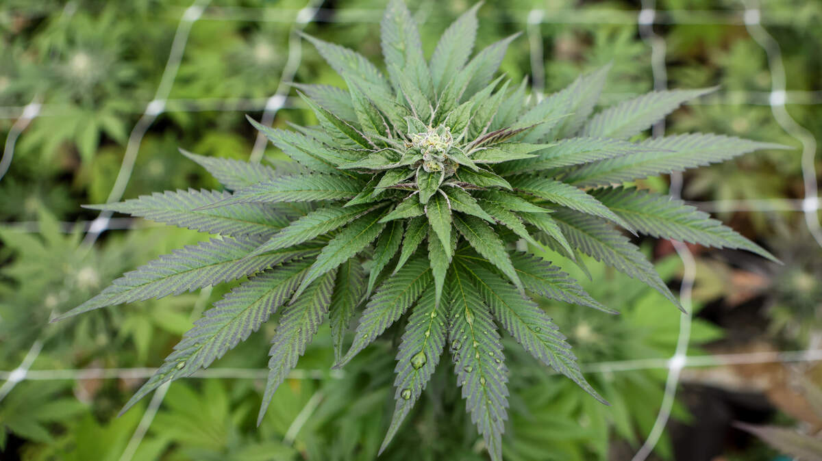 Medical marijuana bill is focus of bill amendment in NC | Raleigh News ...