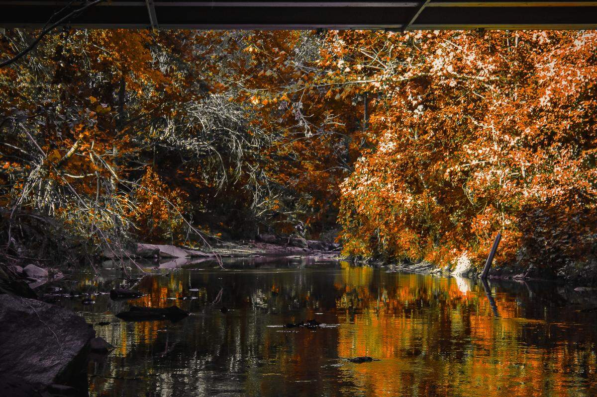 Title: Little Sugar Creek Greenway An edited image of the Little Sugar Creek Greenway, depicting the vegetation around the Creek bank, taken in Charlotte NC, 10/15/2024.