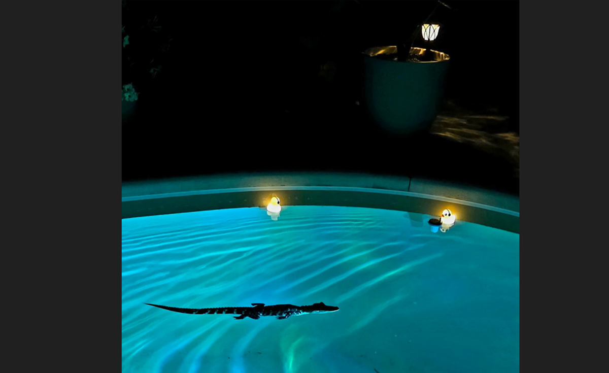 The alligator left on Wednesday, but returned to the backyard later in the day and went for a relaxing night swim, photos show.