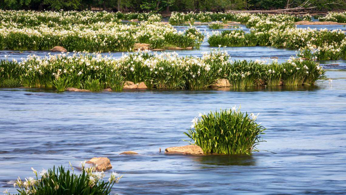 Each year, from May through mid-June, the largest colony of the rocky shoals spider lilies bloom along the Catawba River and can be viewed from the Landsford Canal State Park.