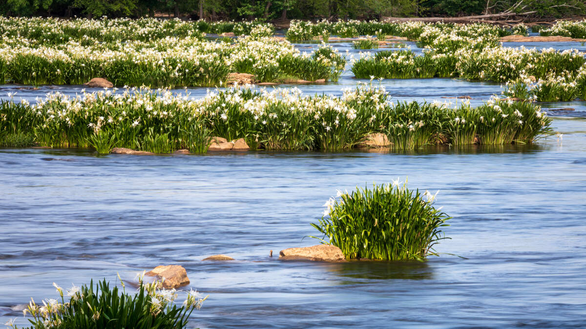 Day trip: Head to South Carolina to see the spider lilies | Charlotte  Observer