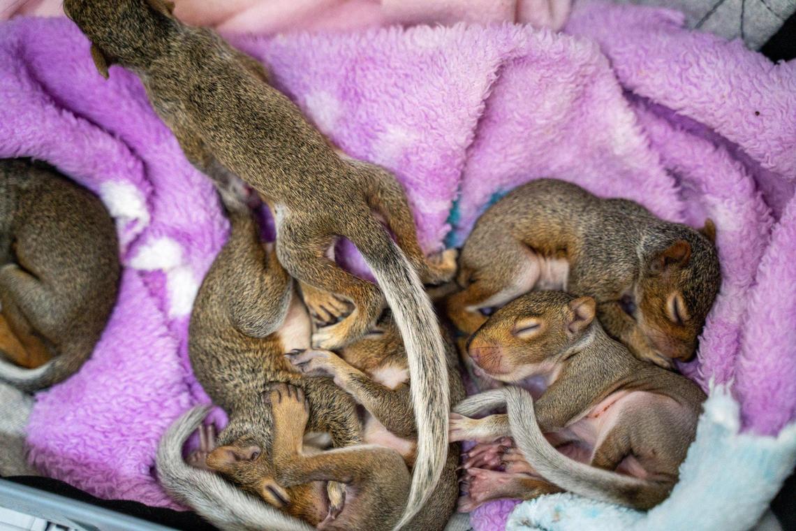 Sleepy baby squirrels nap after being rescued at Carolina Wildlife Conservation Center.