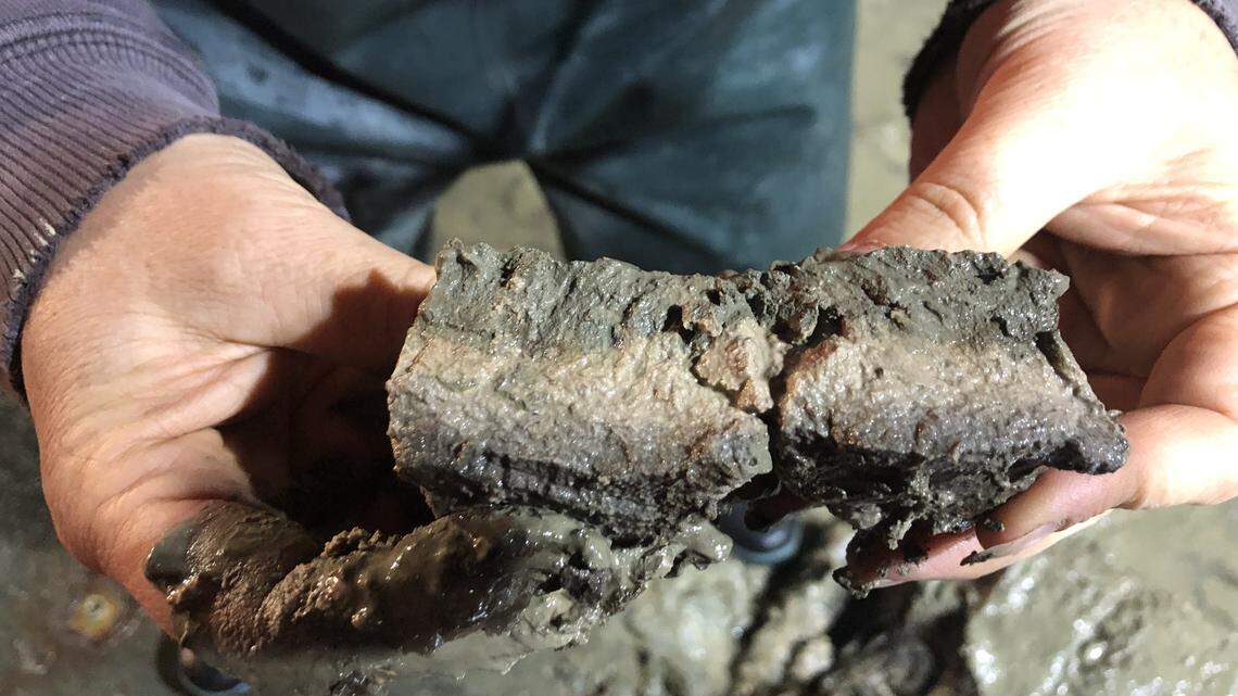 The light sediment layer between the darker top and bottom layers tells a story of past geologic events on the ocean floor, says NOAA.