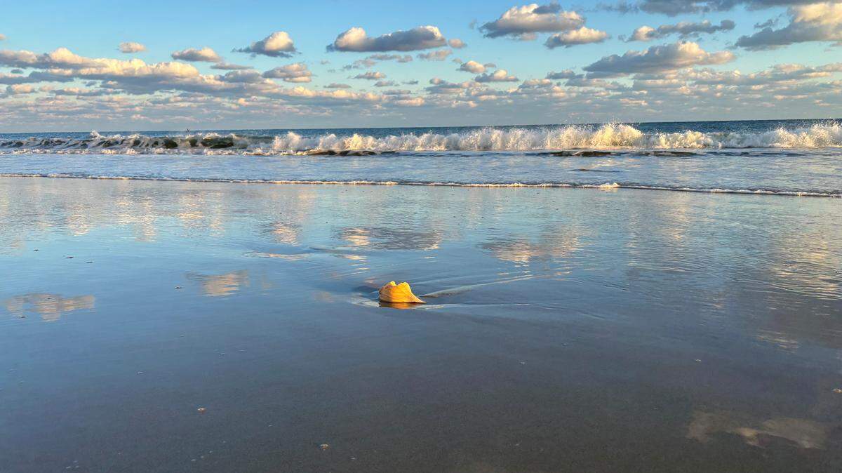 Robert Sloan Scroggin, 41, of Fayetteville, Arkansas, died May 13 in a water-related mishap off Avon at Cape Hatteras National Seashore, National Park Service says.