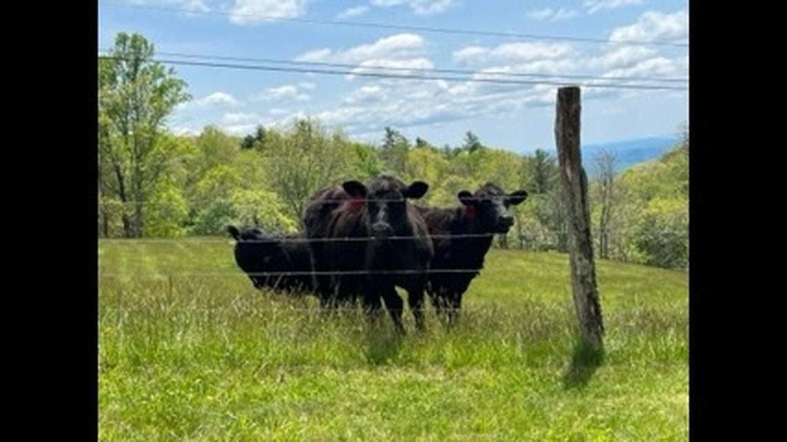 This small group of cows is being credited with helping the Boone Police Department capture a man who fled a traffic stop on May 9.