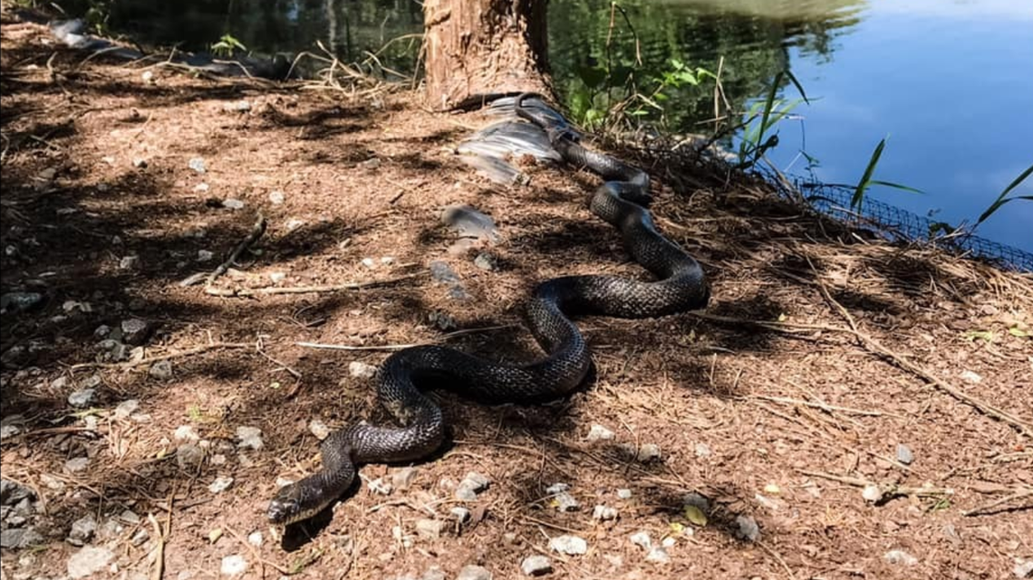 The Walsh family of Huntersville, N.C., has grabbed the attention of snake experts on social media with a photo of a big, fat Eastern black rat snake. It is believed to have been at least 6 feet long.lle