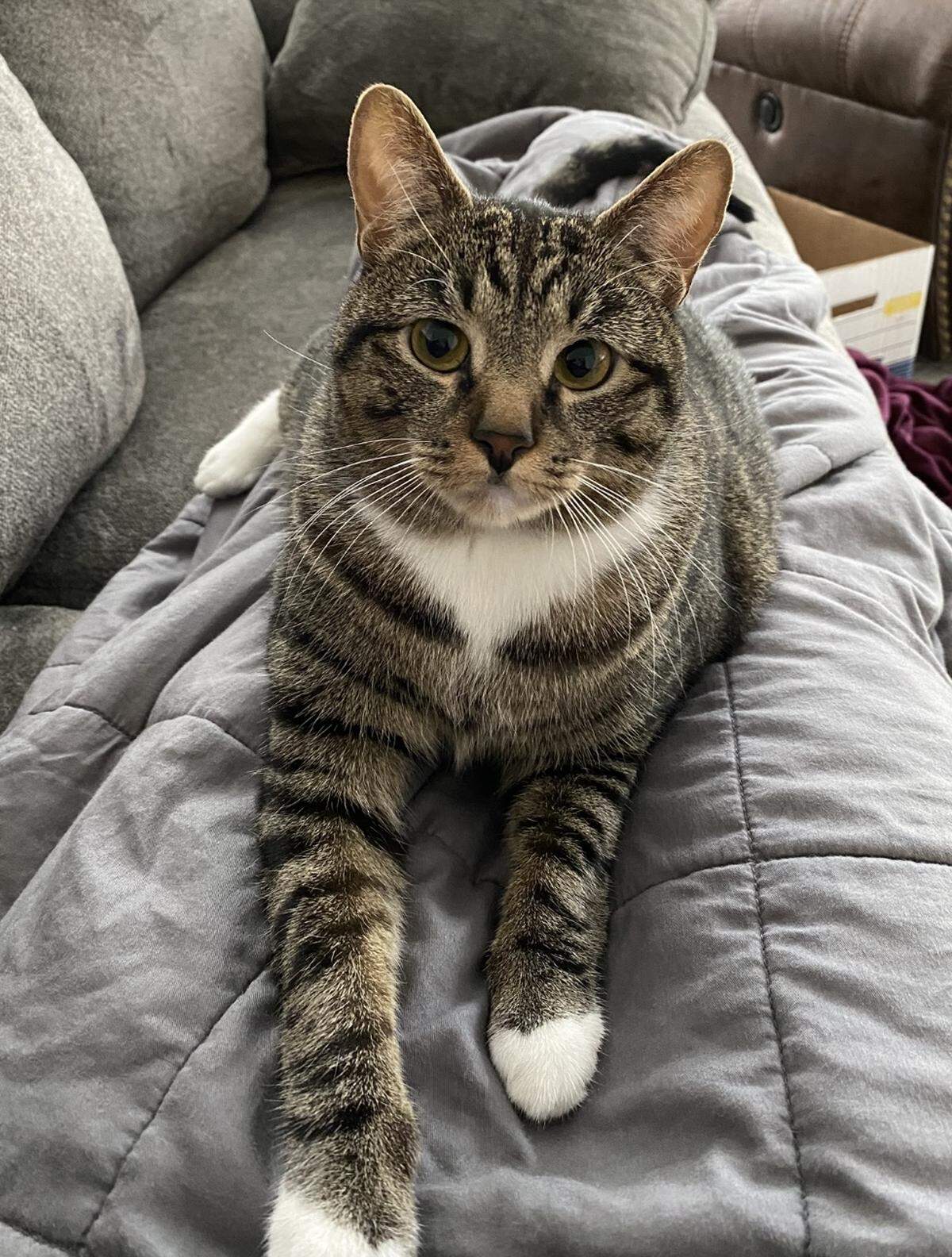 Milo was named a finalist in The Charlotte Observer’s “cutest cat in Charlotte” contest in fall 2024.