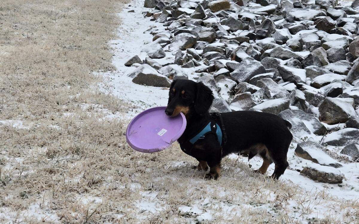 Oliver, a miniature dachshund, enjoys a game of frisbee with his owner, Brock Smith,on a snowy Sunday in Charlotte on January 25, 2026.