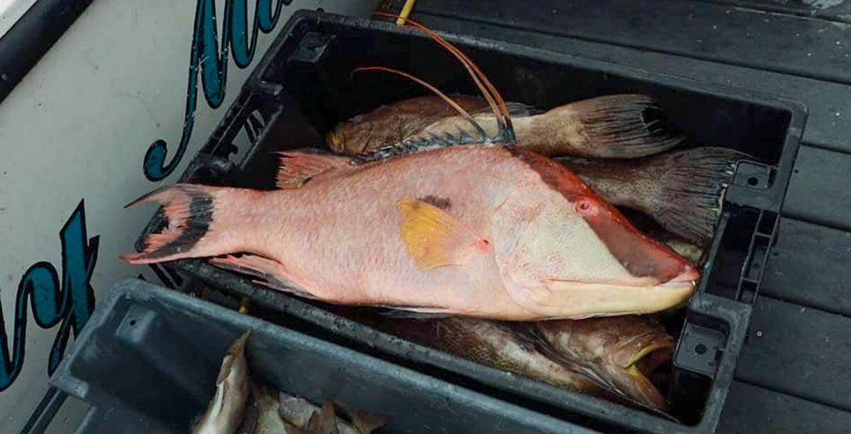 Catch on Seafood is growing from working with Charlotte-area restaurants to offering other types of proteins.