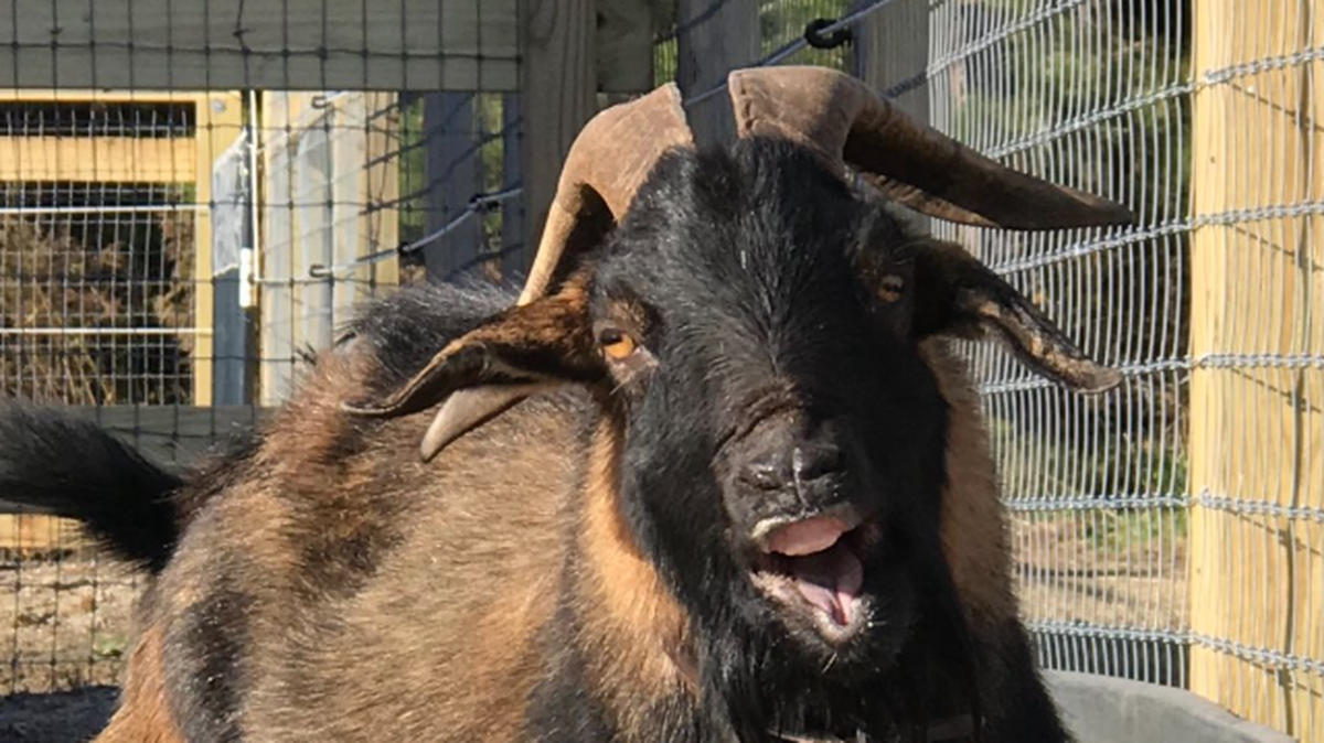 An obituary for Sonny “the wayward goat” notes he just showed up one day on someone’s property in 2019 and was a “pretty big jerk.”