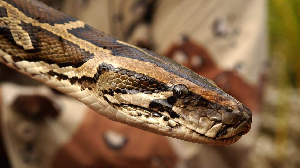 A python in West Virginia? This is a 9-nine foot python that was caught in Everglades National Park, they they are an invasive species.