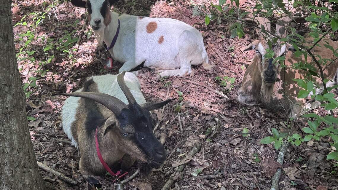 Meet 200 goats, say a Montford goodbye and pick Charlotte’s best bakery