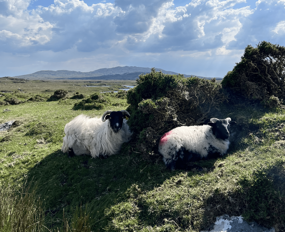A pastoral landscape shows two sheep resting on a grassy hillside. The sheep on the left is mostly white with a black face and horns, looking directly at the camera. The sheep on the right is black and white and has a bright pink or red mark on its back. The background is a wide, rugged, and green landscape with distant hills under a partly cloudy sky.