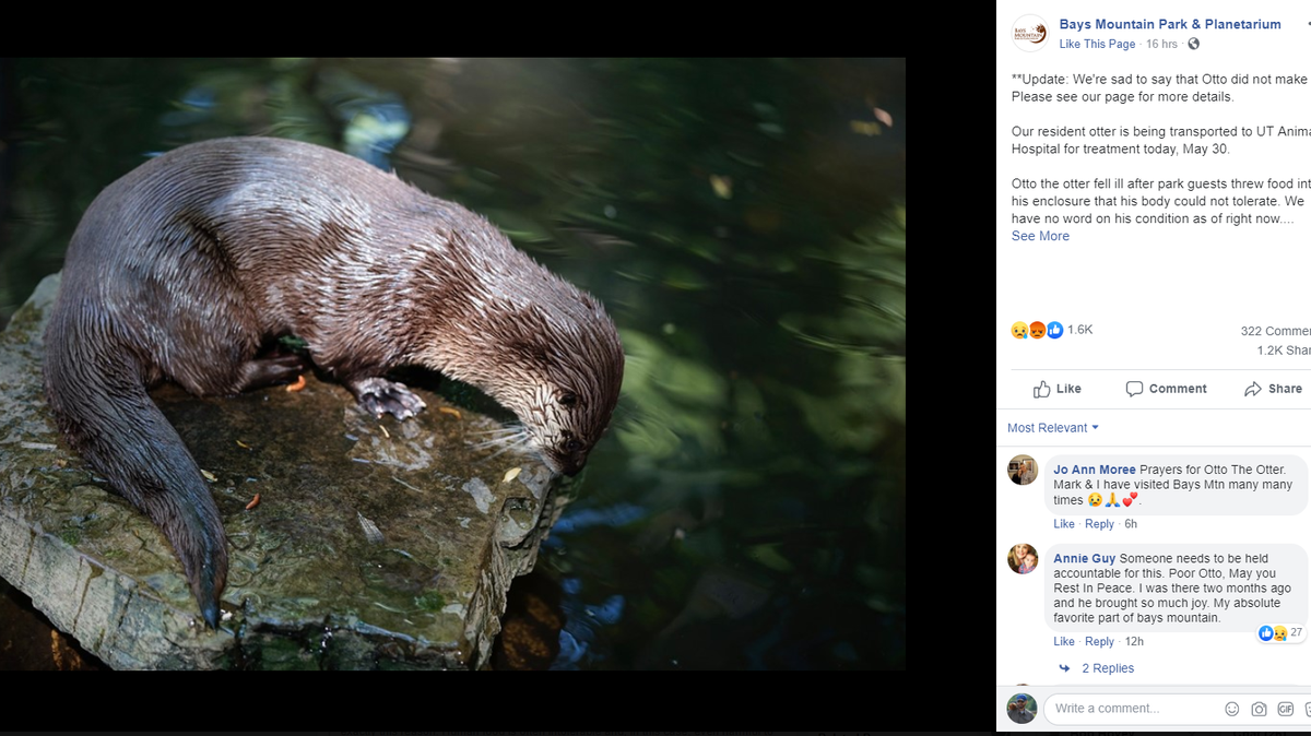 Otto the otter died after eating food tossed in its enclosure by a park visitor. He came to the park as an orphan in 2017