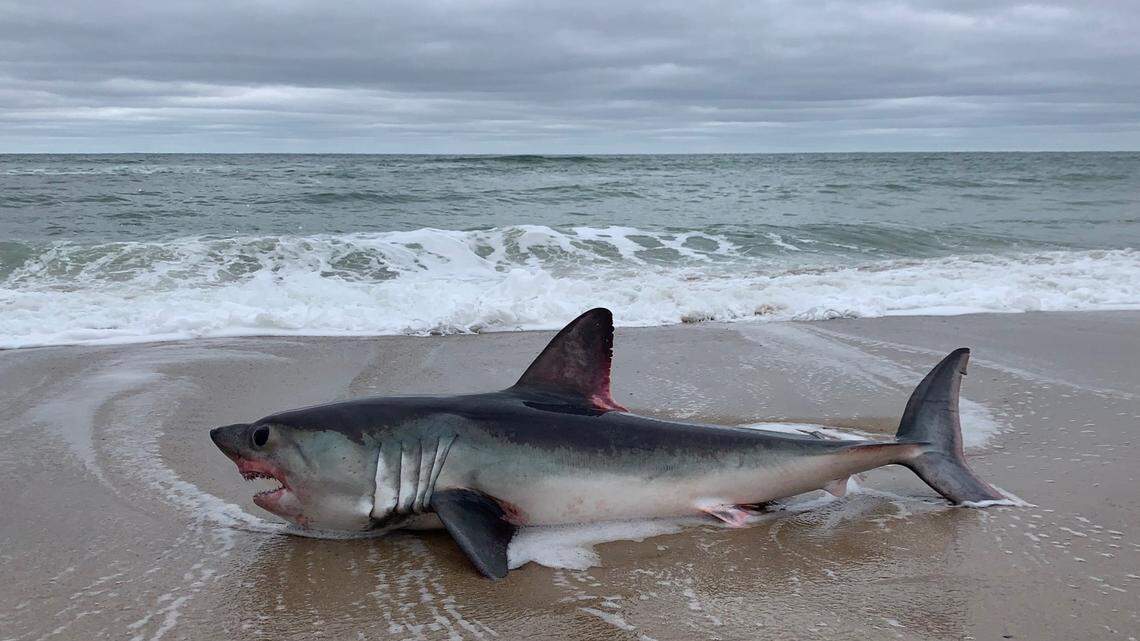 A 6 foot dead porbeagle shark was found a half mile mile north of Marconi Beach on Sunday. Cause of death remains unknown. 