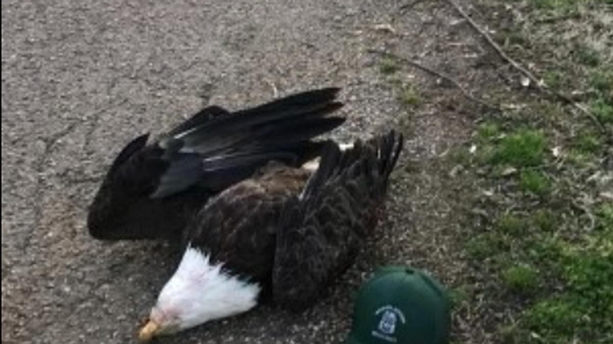 A bald eagle was found shot dead in Lake County, Tennessee wildlife officials said.