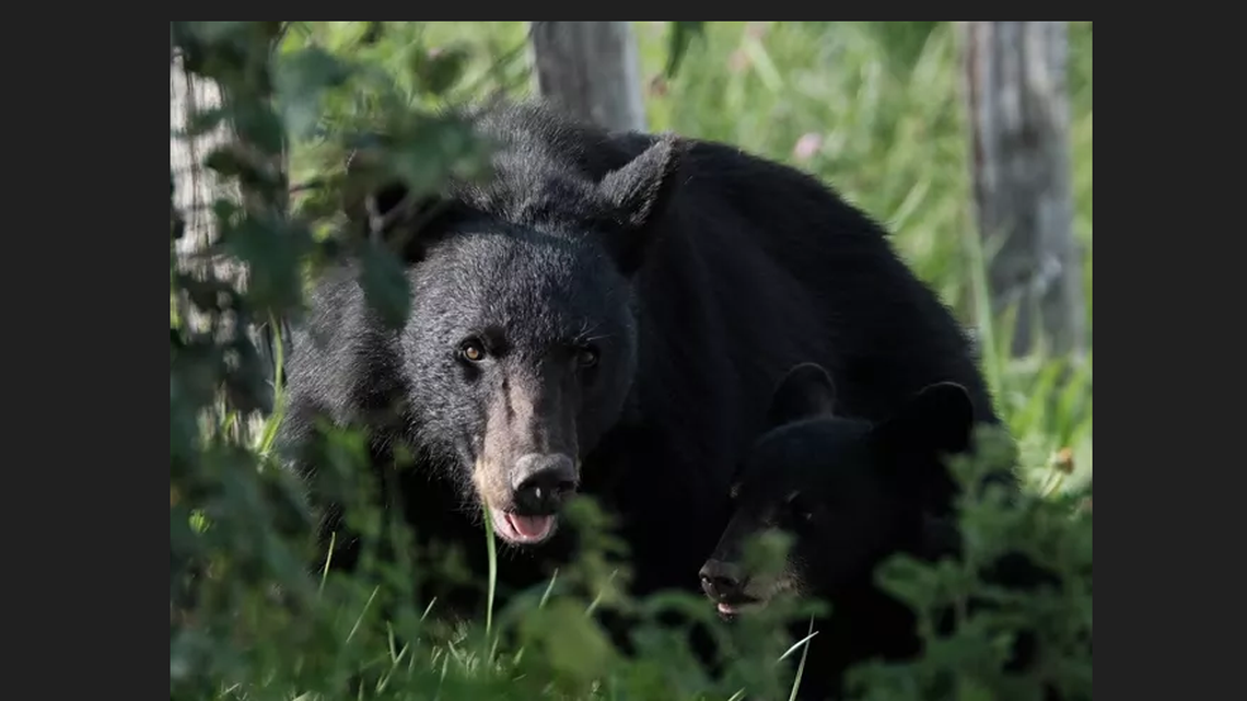 More than 339 “negative human-bear encounters” have been reported in the past 10 years at Great Smoky Mountains National Park, federal officials say.