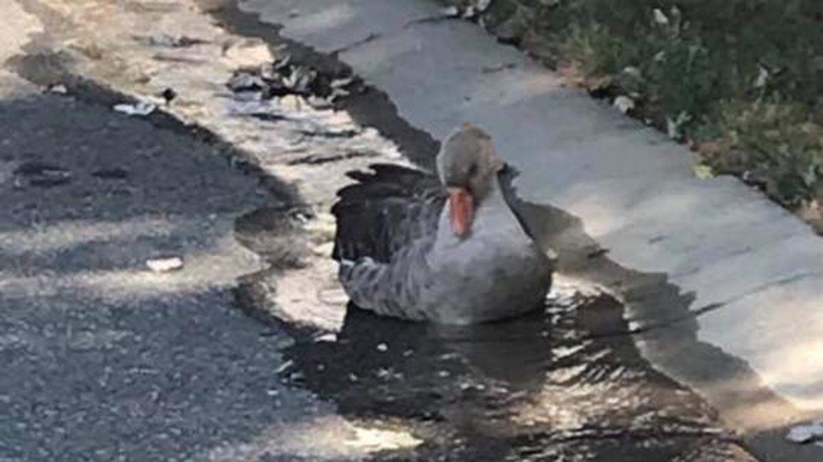 Police in North Carolina were hunting for the owner of the goose on Facebook.