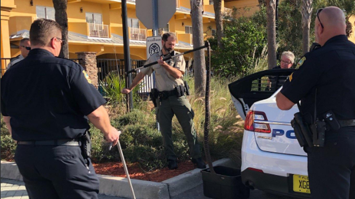 Moment the rattlesnake was taken into custody in Jacksonville Beach, Florida. Photo, Jacksonville Beach Police Department