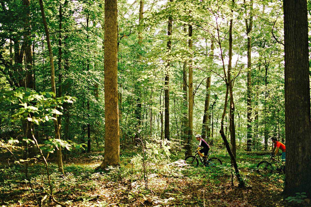 Bicyclists riding through thick woods at Lake Norman State Park.