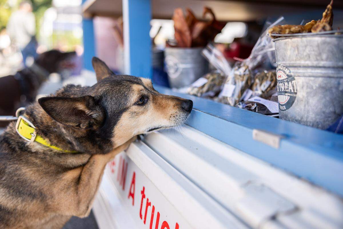 A dog sniffs the treats at Simply American Dog Truck, at the NC Farmers Market in Belmont, N.C., on Monday, September 22, 2025.