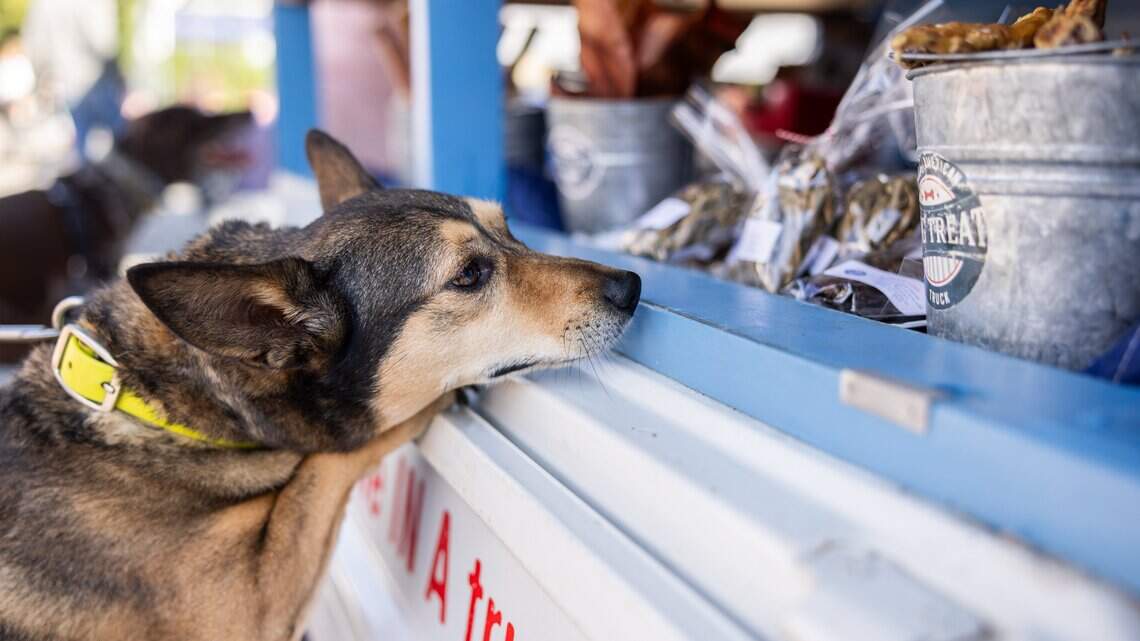 Dogs drool, humans rule: Charlotte area food truck for dogs is a hit with canines