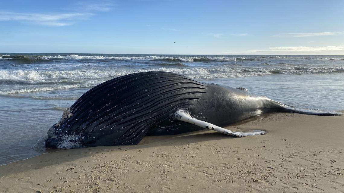 Death investigation underway on young female humpback whale found on Outer Banks beach