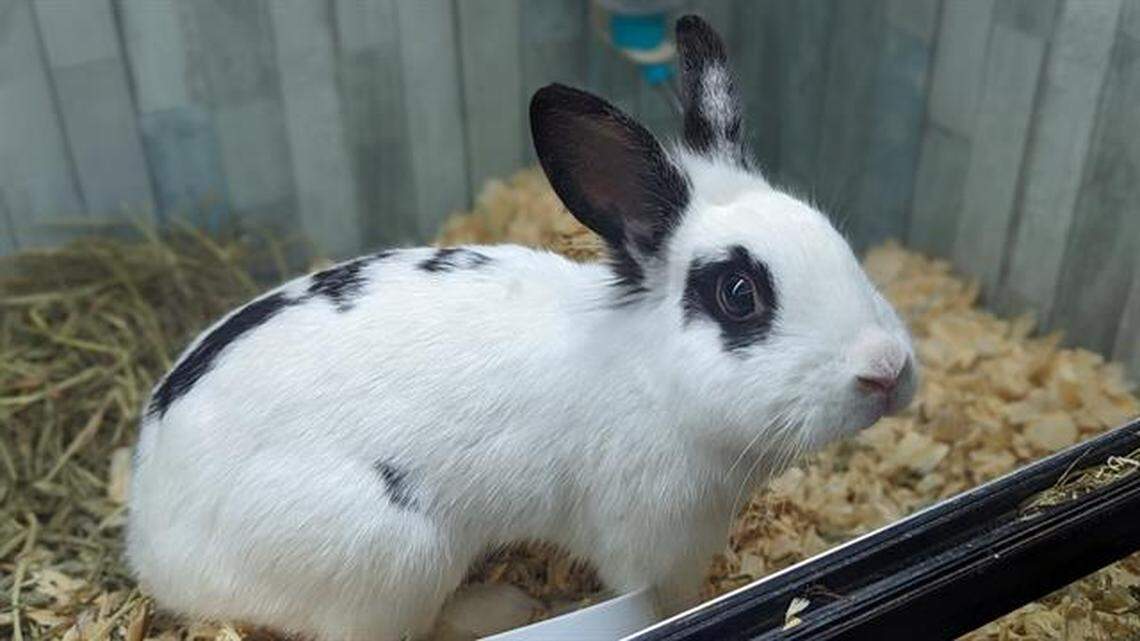 Two rabbits will be available at the Charlotte-Mecklenburg Police Animal Care and Control over the course of the next week or so.