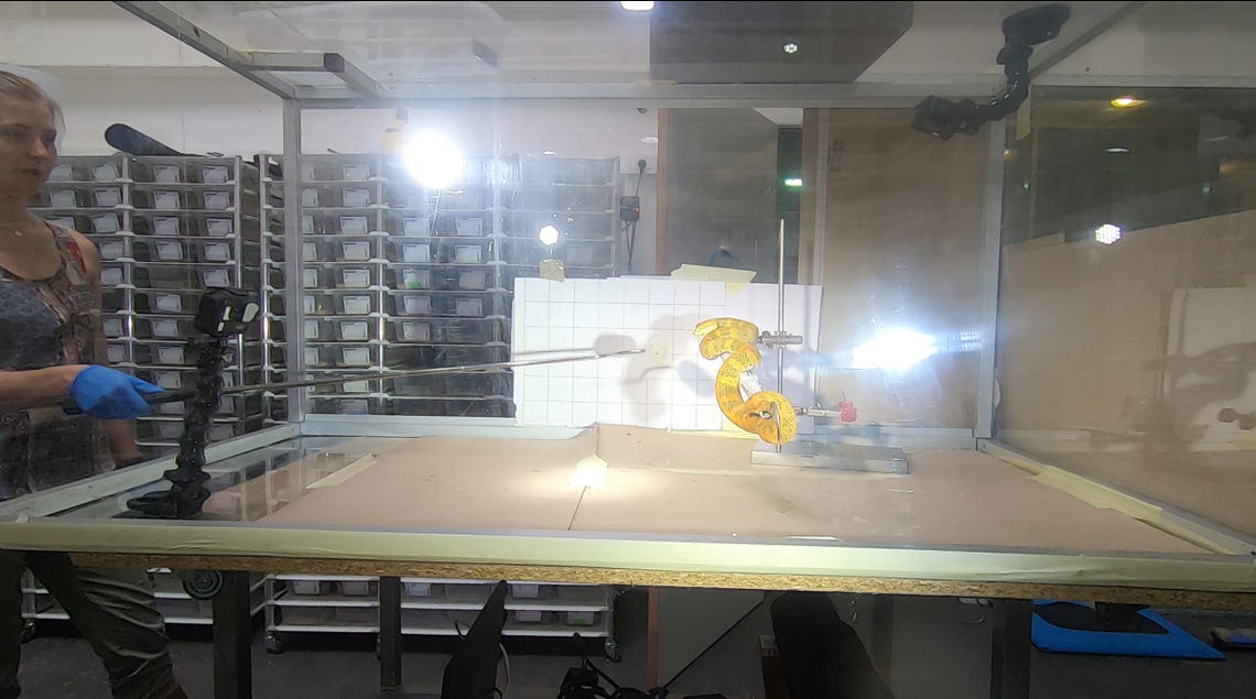 For the first time, scientists have captured ultra-slow-motion video of venomous snake strikes.